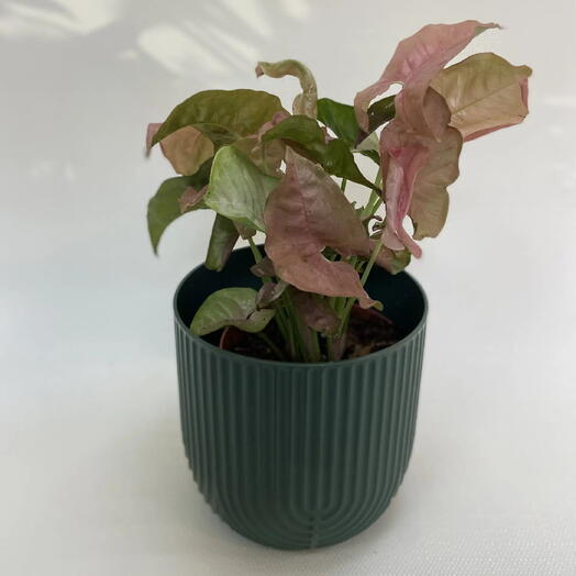 Сингониум красное сердце / Syngonium podophyllum Red Heart