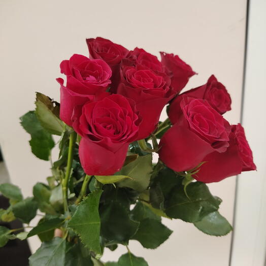 Роза Кения 50см 9 шт под ленту