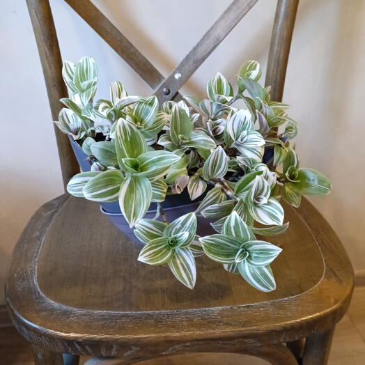 Традесканция в Оригинальном горшке с автополивом(цветущая)