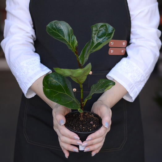 Фикус лировидный (Ficus lyrata),  «фикус‑лира» или «скрипичный фикус»