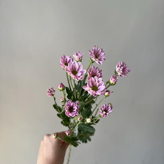 Хризантема кустовая сиреневая