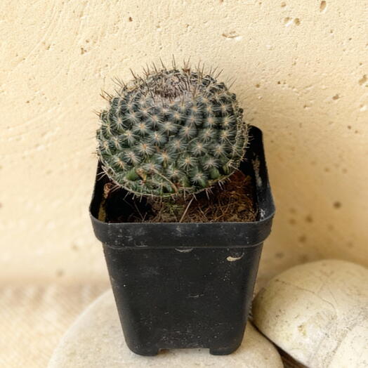 Кактус Маммилярия Spinosissima