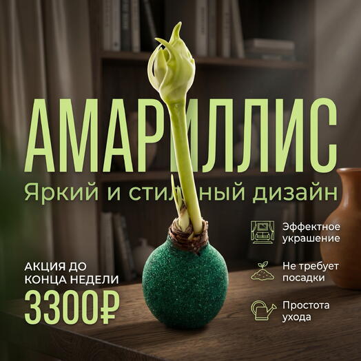 Луковица Амариллиса в воске «Изумрудное сияние»