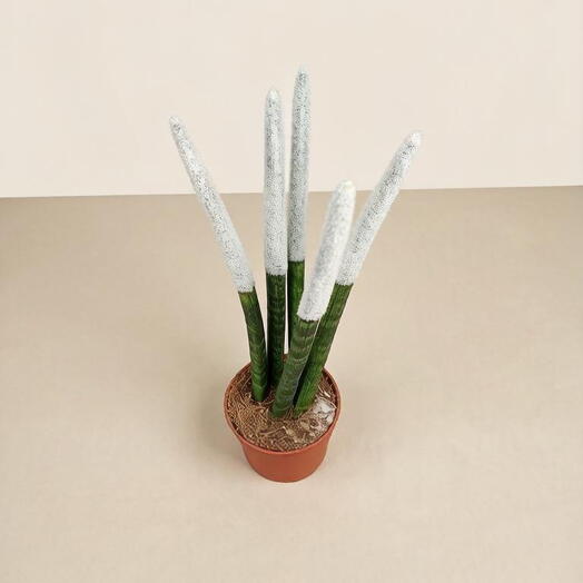 Сансевиерия цилиндрическая (Sansevieria cylindrica)