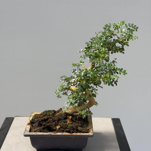 Зантоксилум (Zanthoxylum) бонсай