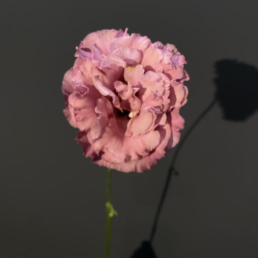 Eustoma pink