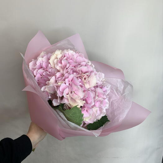 Розовая гортензия