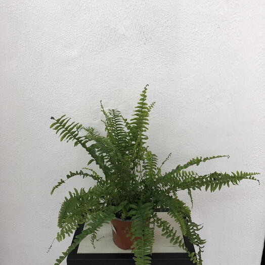 Папоротник- Нефролепис Green Lady