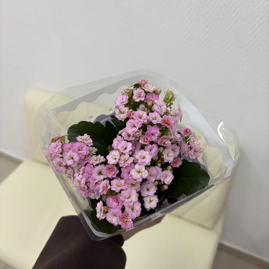 Каланхоэ розовая в горшке