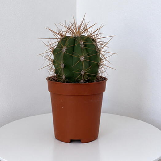 Echinopsis terscheckii