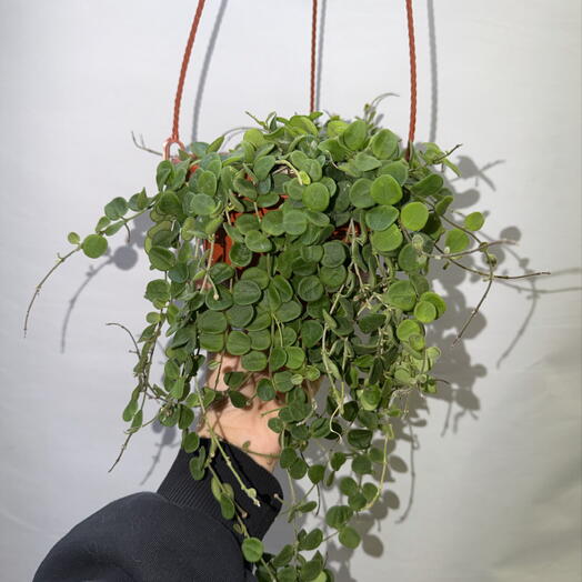 Хойя мясистая — роскошный зелёный каскад в подвесном кашпо 🌿