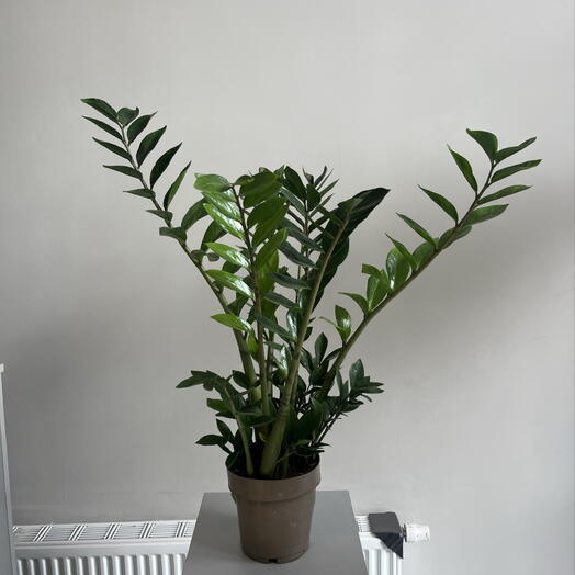 Medium Zamioculcas