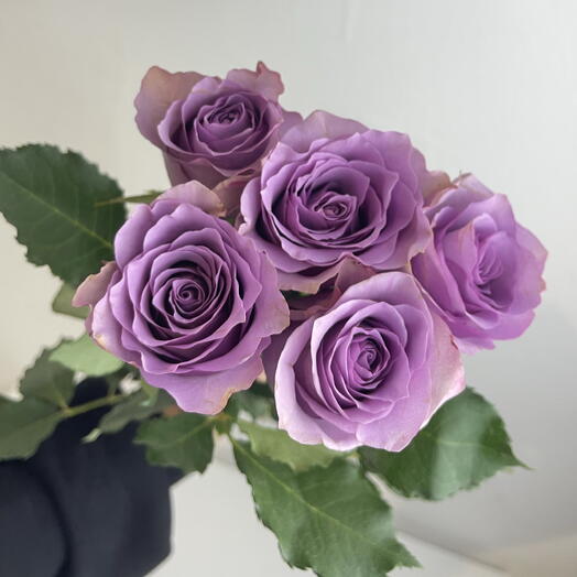 Розы фиолетовые 💜 5