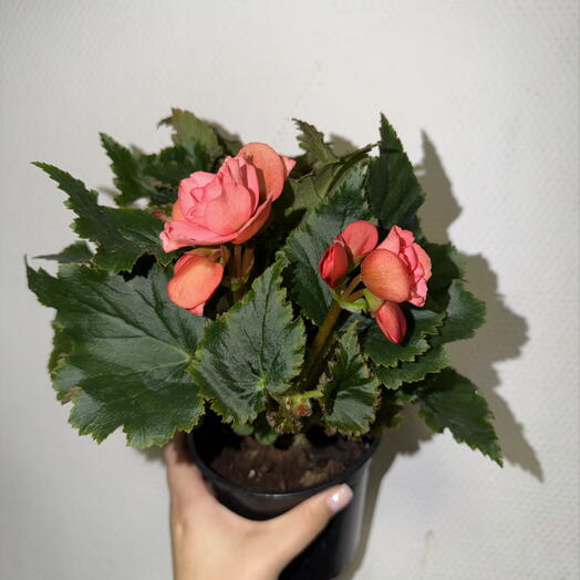 🌺 Бегония Элатиор коралловая / Begonia Elatior