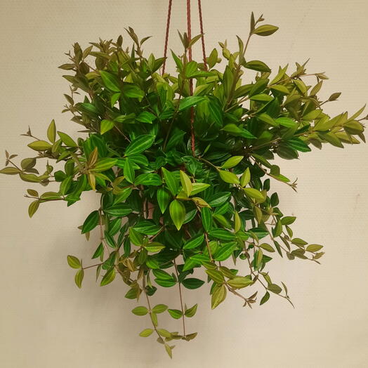 Пеперомия ампельная angulata Rocca Verde