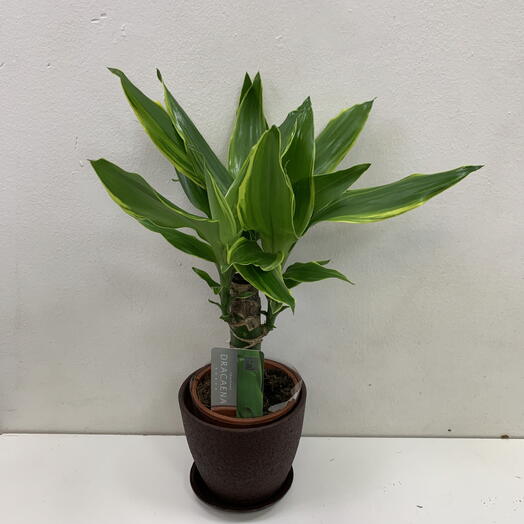 Драцена Fragrans