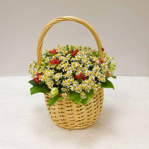 Basket of daisies Garden Daisy