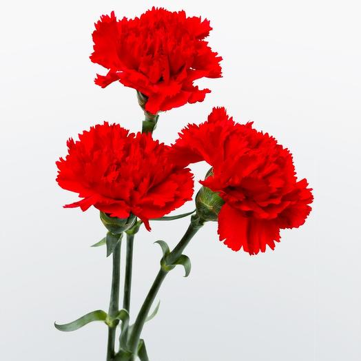 3 гвоздики