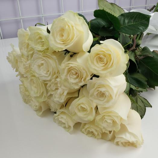 Rosa blanca