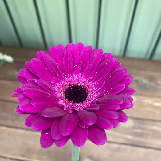 Gerbera mini purple