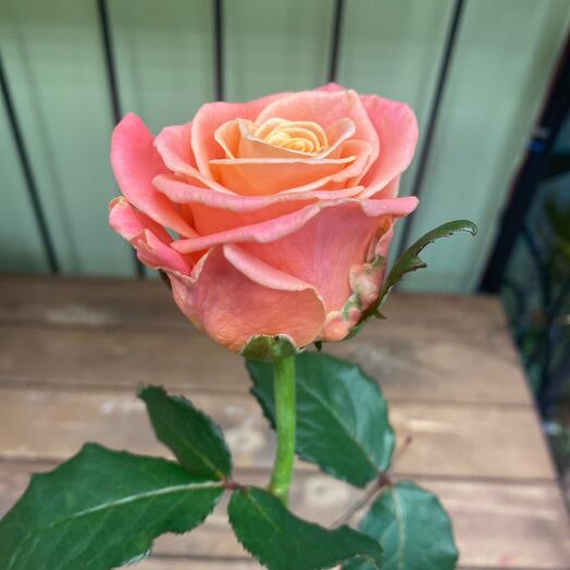 Rose Miss Piggy