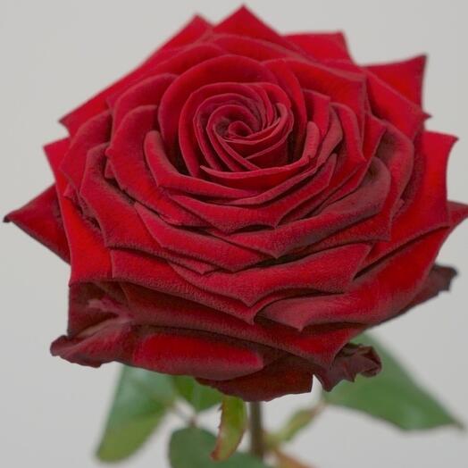 Rosa local red Naumi 60 cm