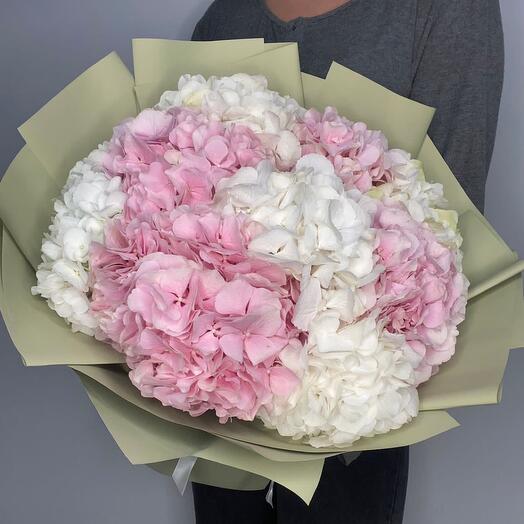Hortensia