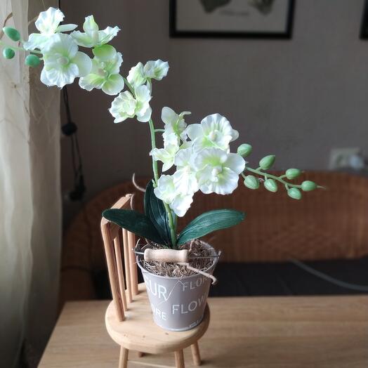 Mini Orchid white