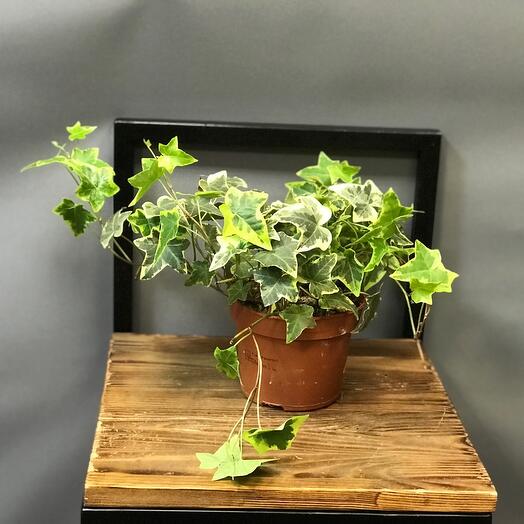 Hedera houseplant