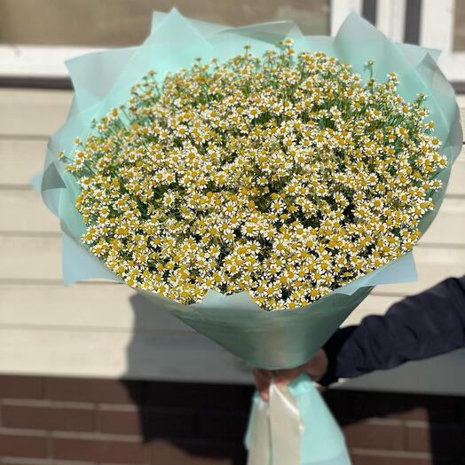 Bush daisies