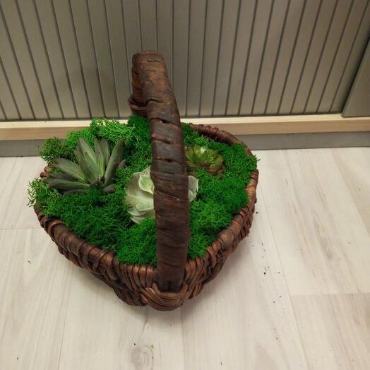 Stone roses (echeveria) in a basket Heart