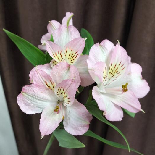 Mezcla de alstroemeria