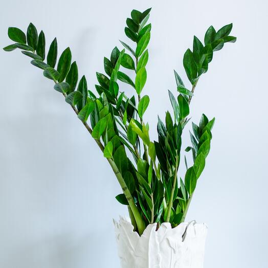 Замиокулькас (Доллоровое дерево)