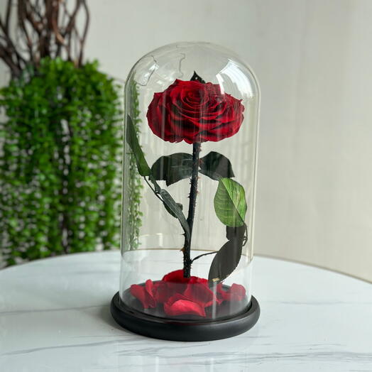 Forever Rose Red Medium (preserved rose)
