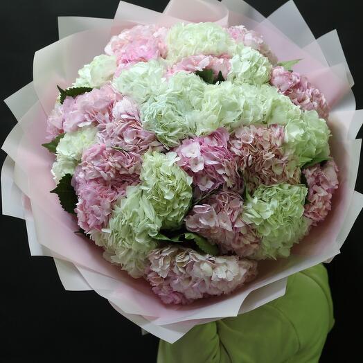 Hydrangea