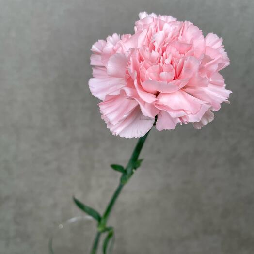 Clavel rosa