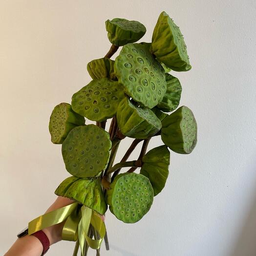 Bouquet of 15 Dutch nelumbos