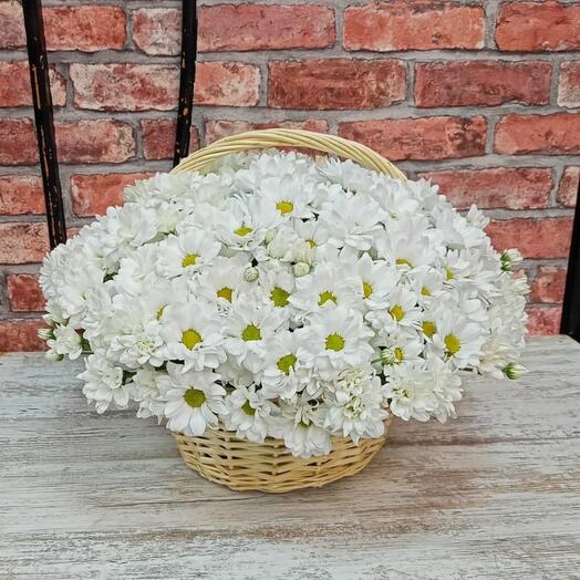 Basket with white chrysanthemum bacardi