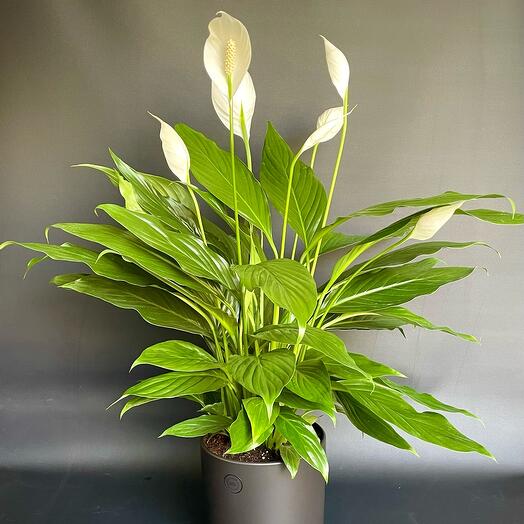 Spathiphyllum in a pot