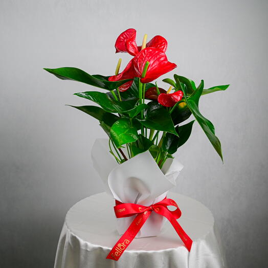 Flamingo Plant - Red (Anthurium)