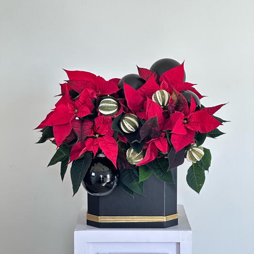 Poinsettia  2 in box