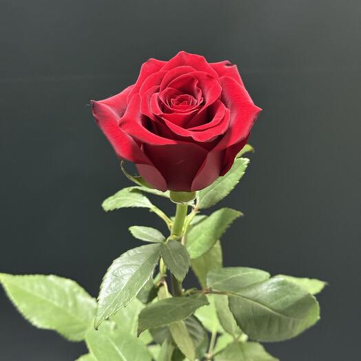 Красная Роза 70 см