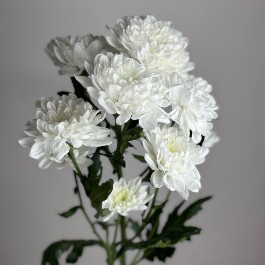 Crisantemo arbusto blanco