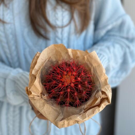 Эхинокактус RED в крафтовой упаковке