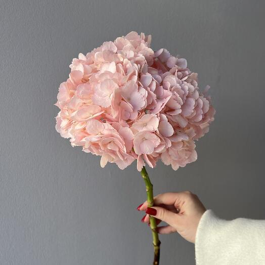 HORTENSIA ROSA