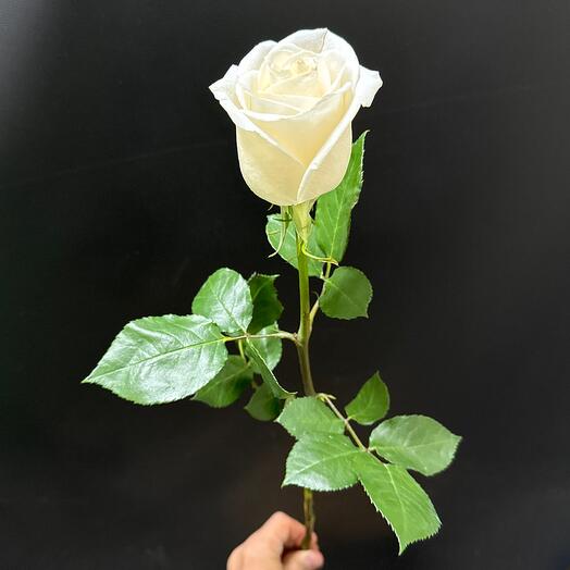 Роза Белая 60
