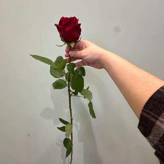 Красные розы