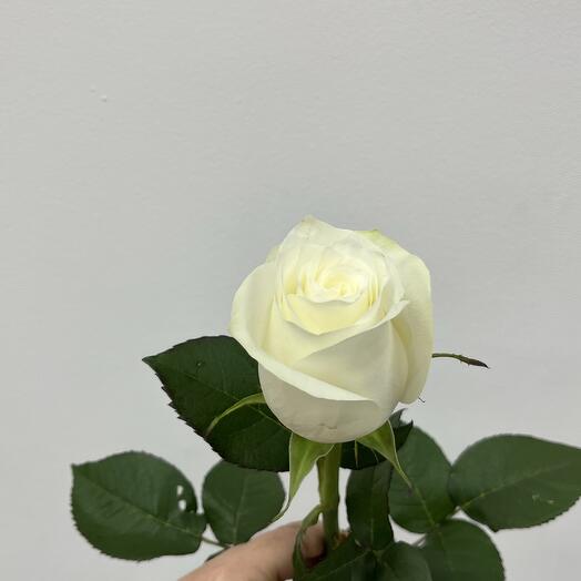 Роза  белая