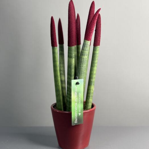 Комнатное растение «Сан-севиерия»