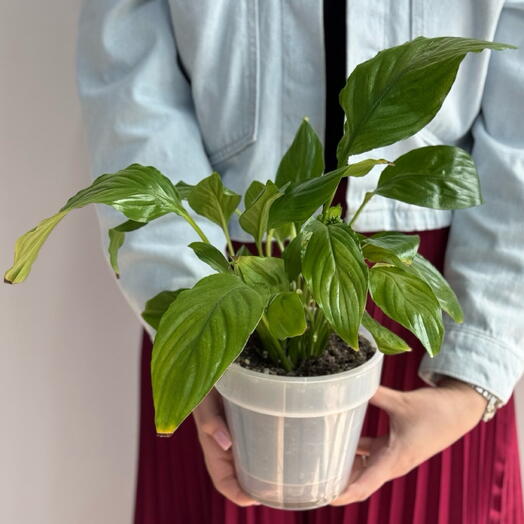 Спатифиллум в прозрачном кашпо